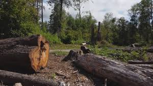 Best Tree Trimming and Pruning  in Moody Af, GA