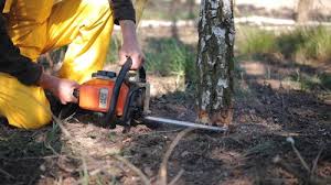 Best Tree Disease Treatment  in Moody Af, GA
