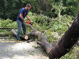 Best Emergency Tree Removal  in Moody Af, GA