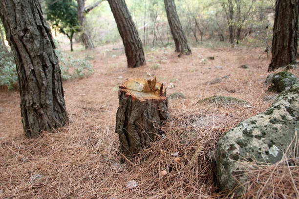 Best Firewood Processing and Delivery  in Moody Af, GA
