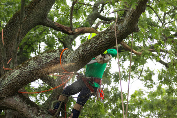  Moody Af, GA Tree Care Pros