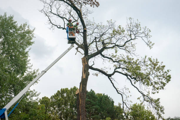 Best Hazardous Tree Removal  in Moody Af, GA