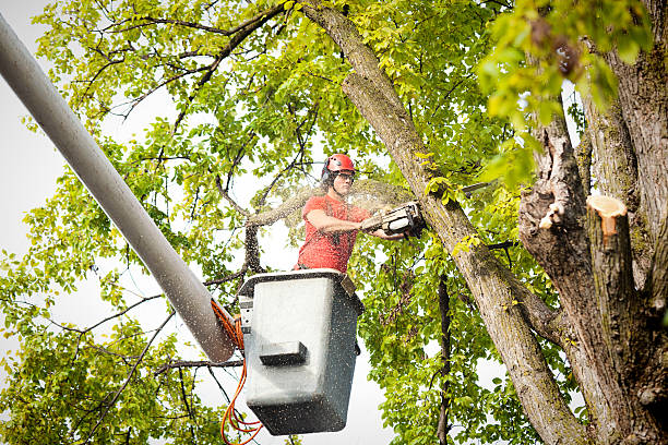 How Our Tree Care Process Works  in  Moody Af, GA