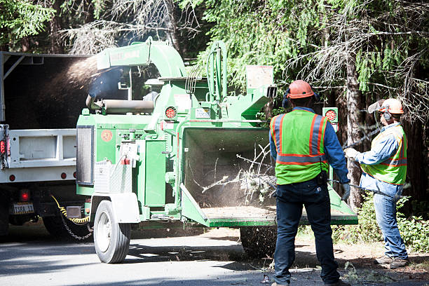 Best Storm Damage Tree Cleanup  in Moody Af, GA