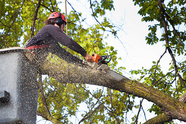 Best Tree Maintenance Programs  in Moody Af, GA