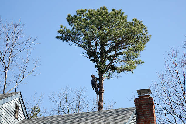 Trusted Moody Af, GA Tree Care Experts