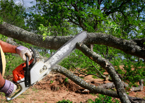 Best Root Management and Removal  in Moody Af, GA